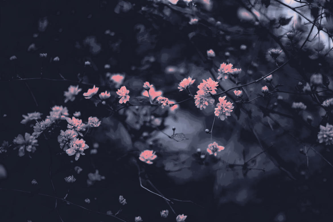flower-camp-2
